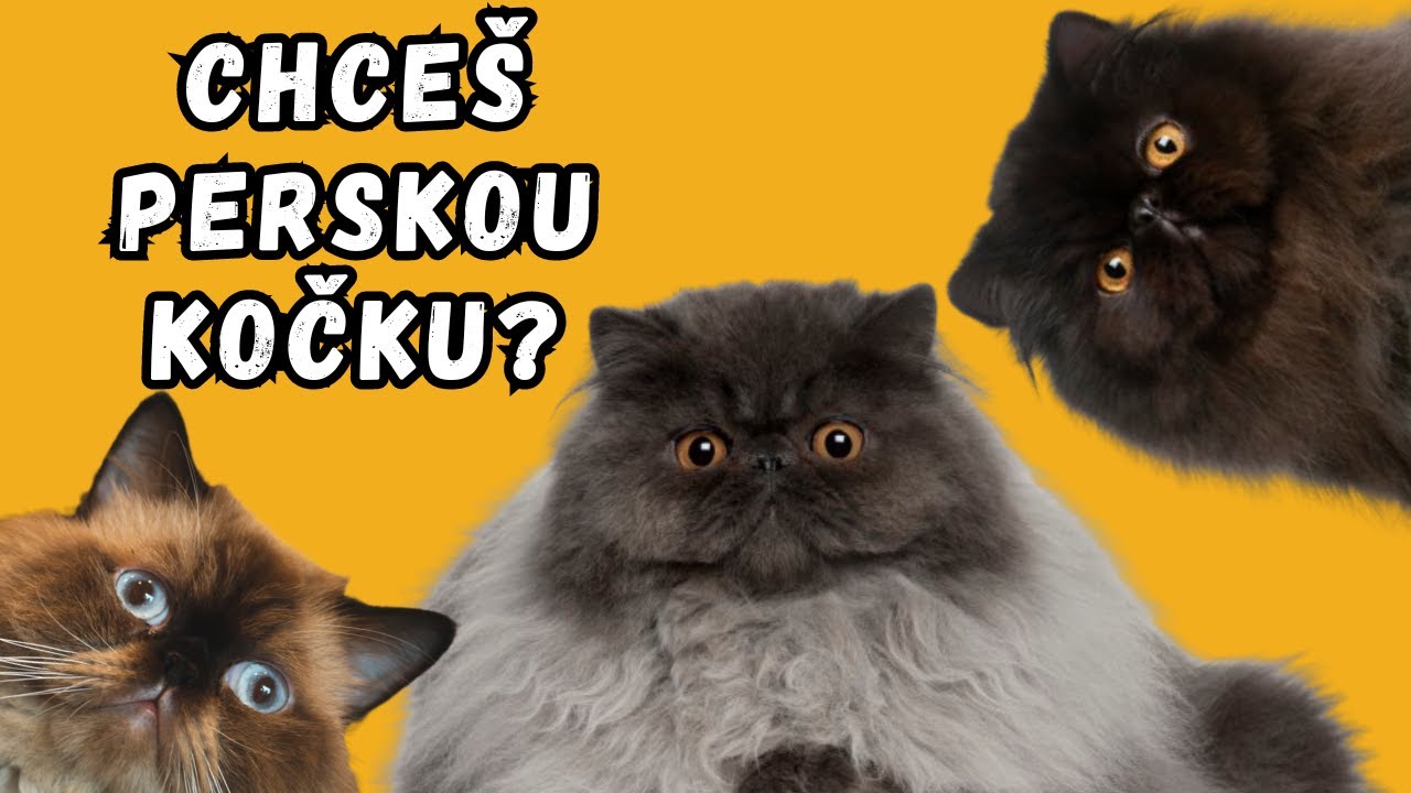 Perské kočky | Průvodce pro začátečníky i nadšence
