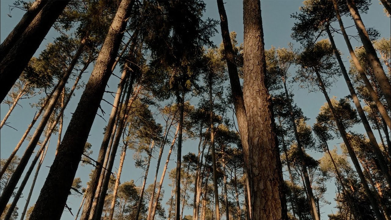 frames from an afternoon walk – shot on iphone 17 pro