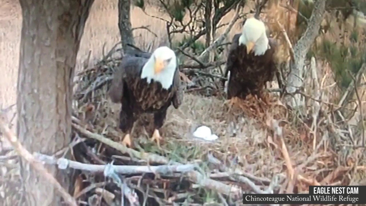 Bald Eagles Are Good Parenting Partners