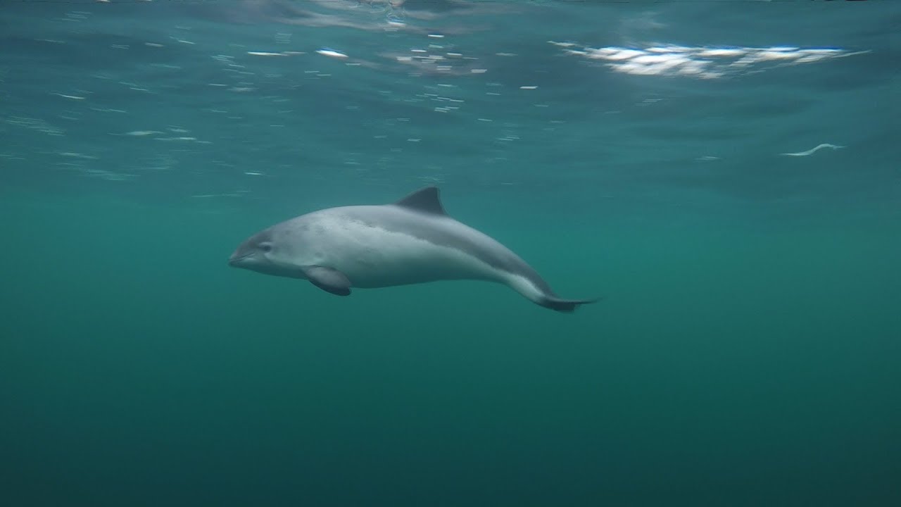 Curious Harbour Porpoises filmed with a polecam