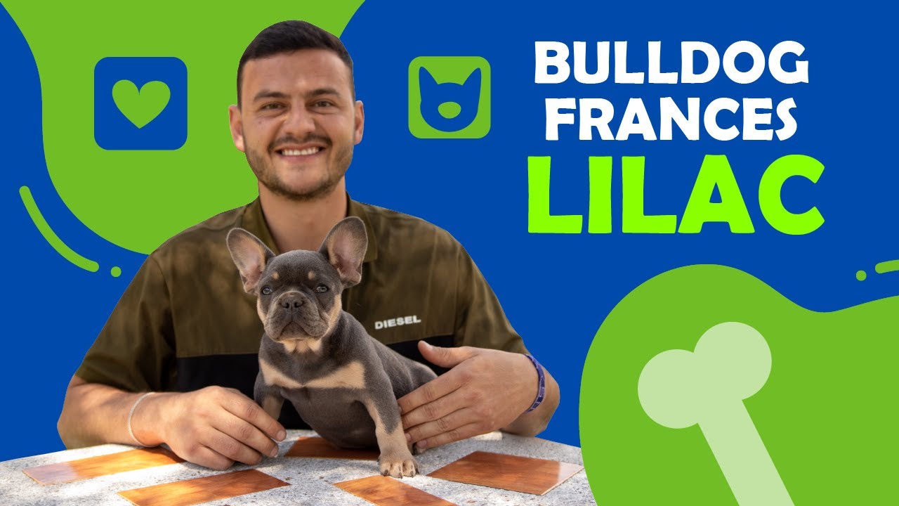 🐶 ФРАНЦУЗСКИЙ БУЛЬДОГ ЭКЗОТИЧЕСКОГО СИРЕНЕВОГО ЦВЕТА С ПОДПАЛОМ 🐶