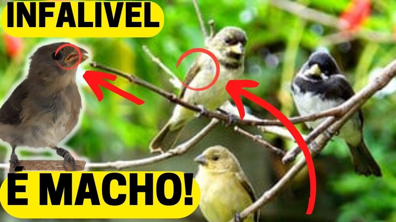 MEU COLEIRO PARDO É MACHO OU FÊMEA? INFALÍVEL!