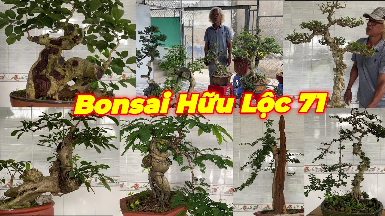 CHÚ LỘC | #0932831812 | ĐA DẠNG ĐẸP MỀM TRẮC, TÙNG, ME, SAM TRÁI, MCT NU, BỤP ĐL, ỔI, KIM SA, VÚ SỮA