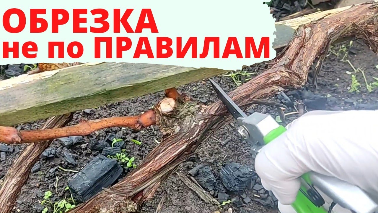 ОБРЕЗКА ВЗРОСЛОГО КУСТА ВИНОГРАДА| НЮАНСЫ | УКРЫТИЕ ВИНОГРАДА НА ЗИМУ | УХОД ЗА ВИНОГРАДОМ НА СЕВЕРЕ
