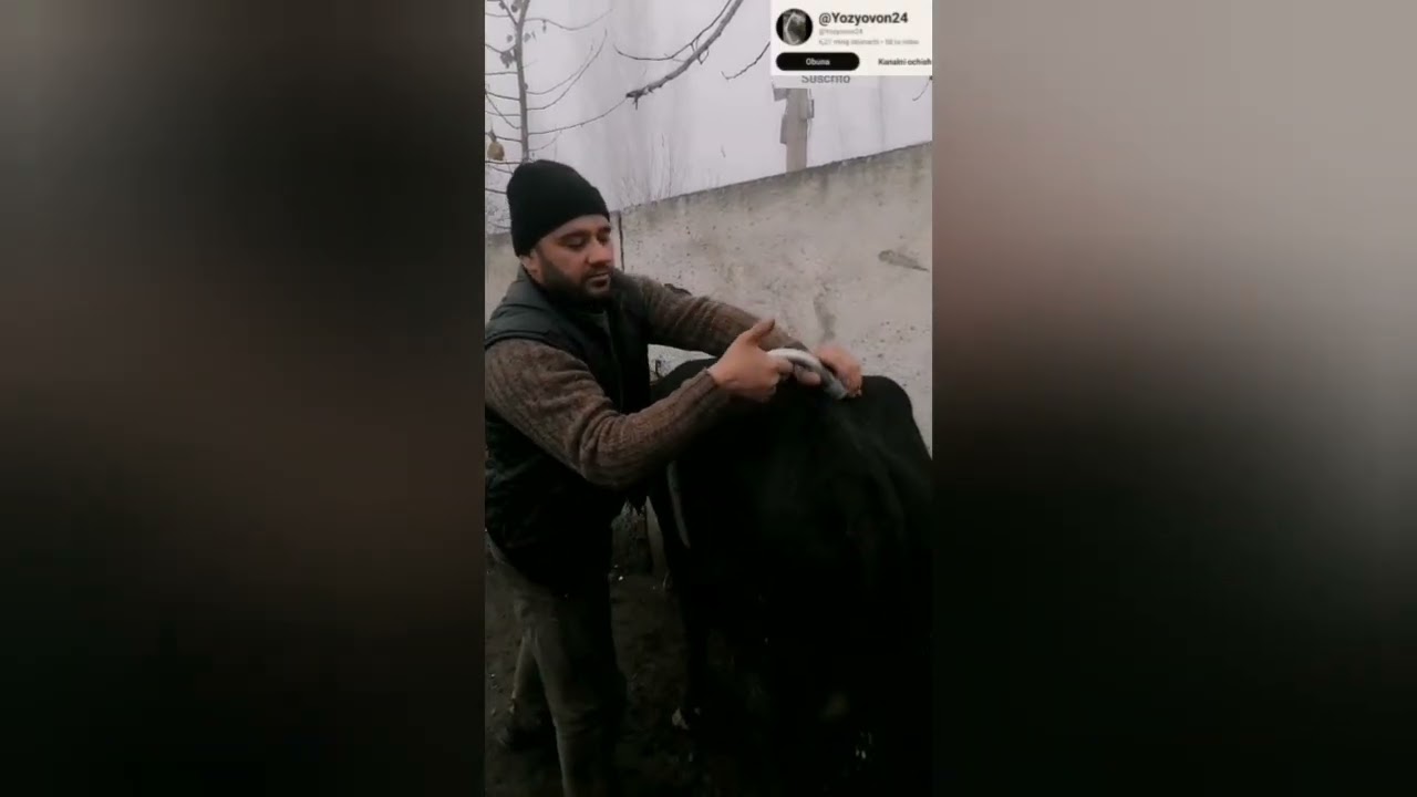 Антибрык +998773132573 sigir sog'dirmasa tepsa moslama Antibrik tepadigon mollarga yangilik 