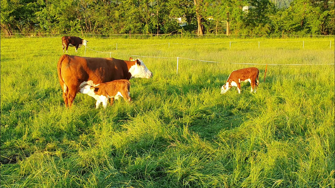 Swiss Hereford cow suckling her calf