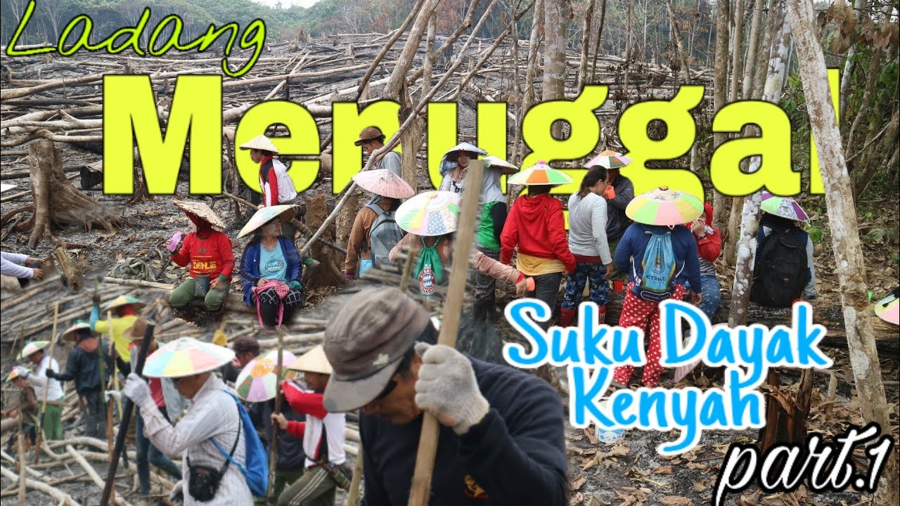 DESA BILATALANG 〰️ Berladang adalah Kebudayaan Suku Dayak di Kalimantan Timur | Menuggal part.1