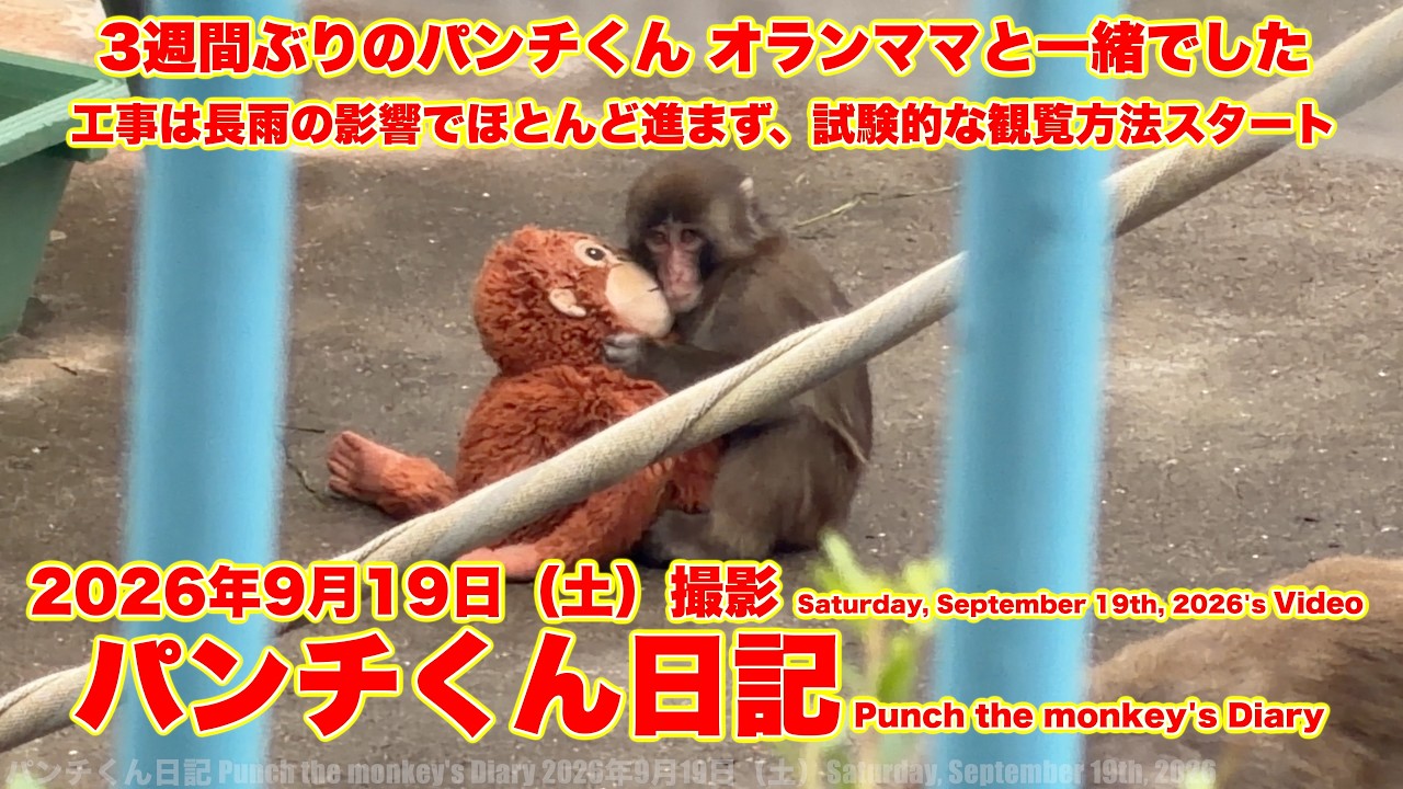 3週間ぶり パンチくん日記【2026年9月19日撮影】市川市動植物園 Punch the monkey 【Punch the monkey's video in September 19, 2026】