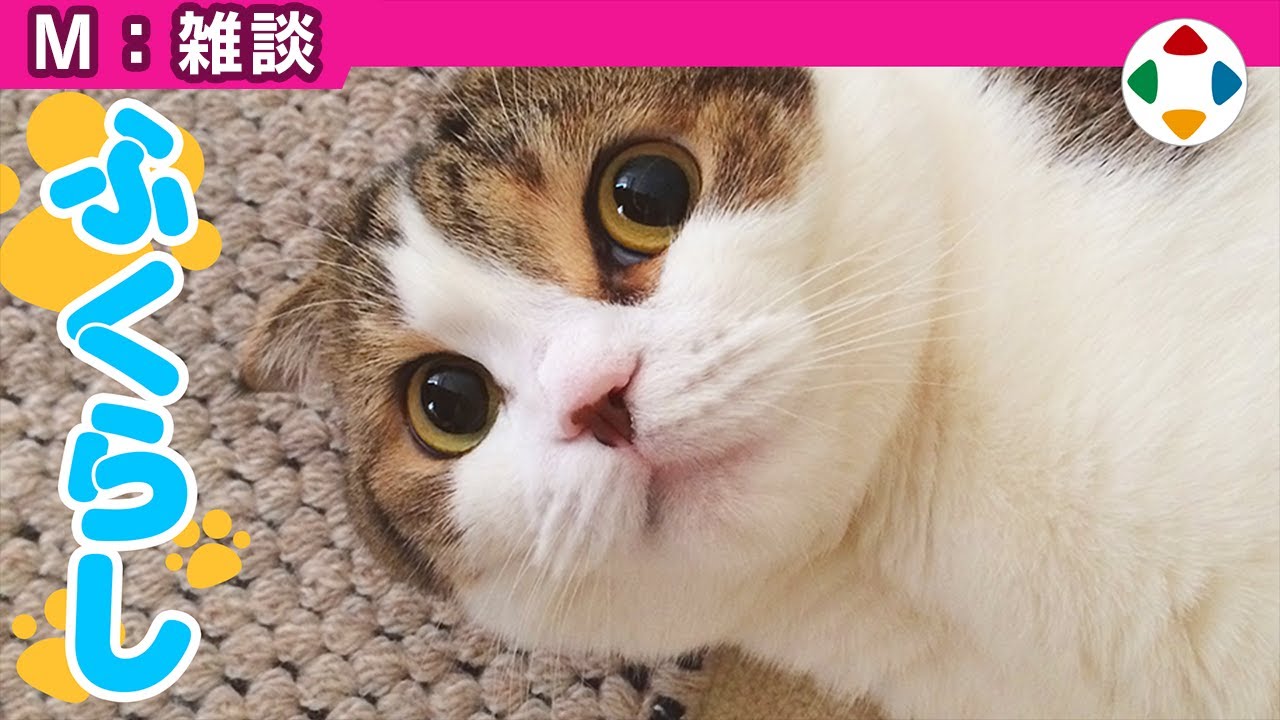 愛猫ふくらし 【雑談】
