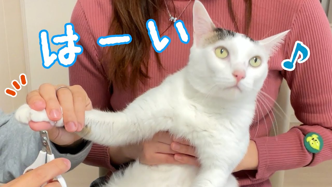 爪切りするよーと言うと「はーい！」という賢い猫