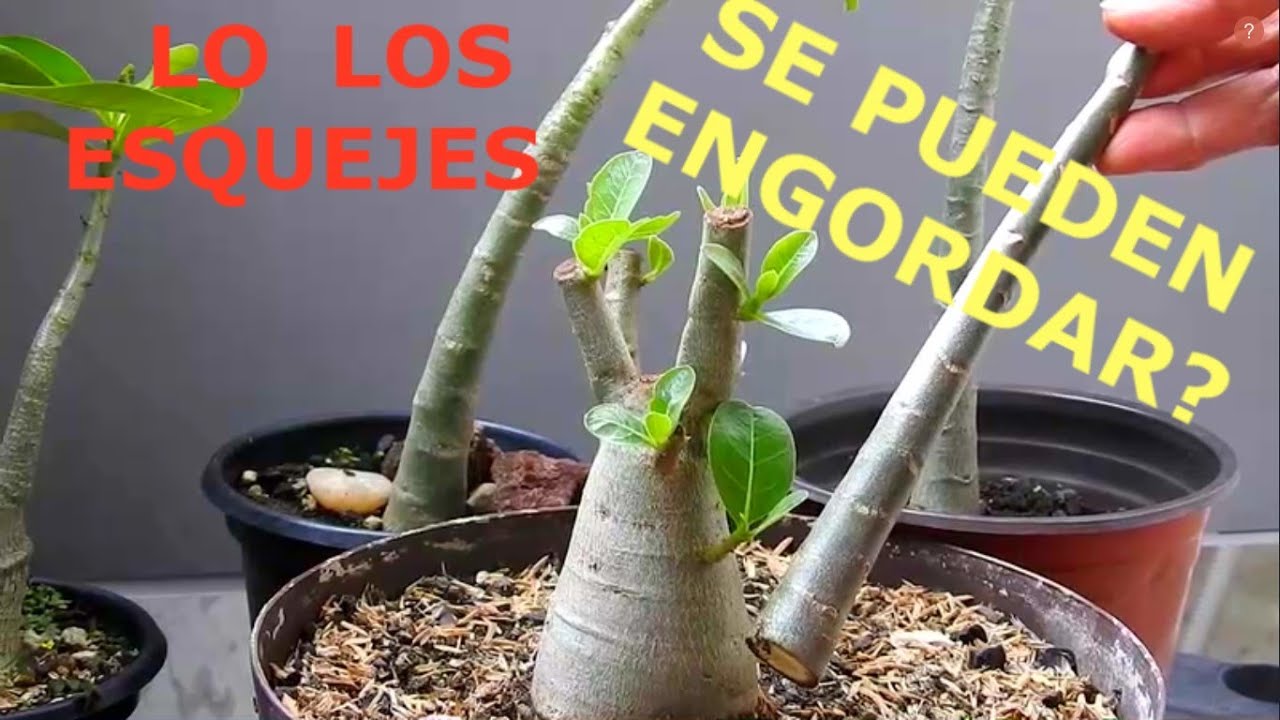 ROSA DEL DESIERTO, ASÍ QUIERES LOS ESQUEJES?