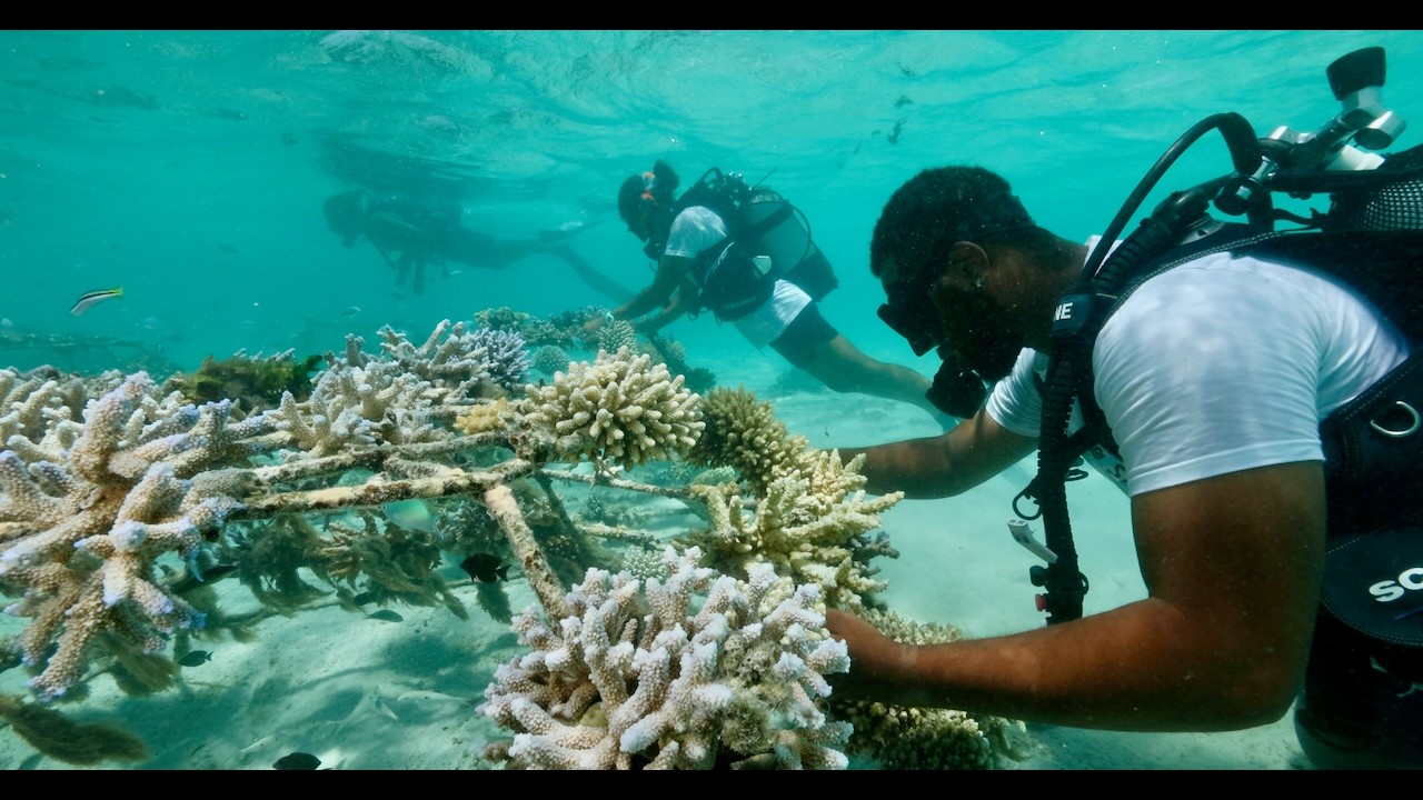 Rodrigues Island: Film 4K Bluer Ocean Project