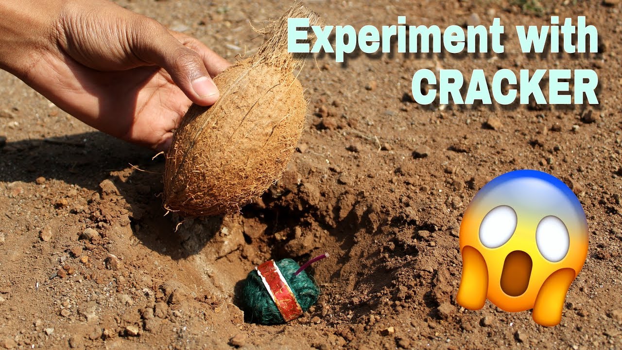 Sutli Bomb Vs Coconut EXPERIMENT | Can Coconut Servive Cracker?