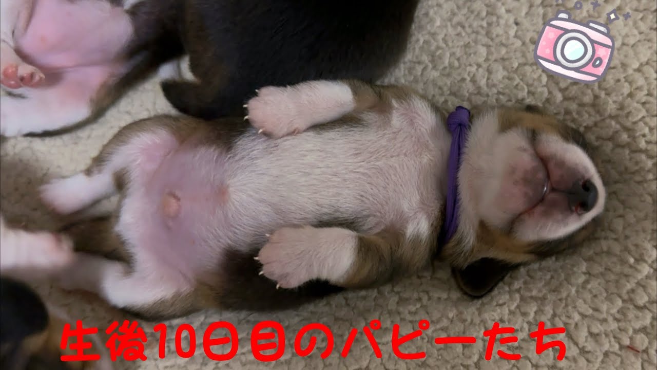[ビーグル]生後10日目のパピーたち(ルビー)