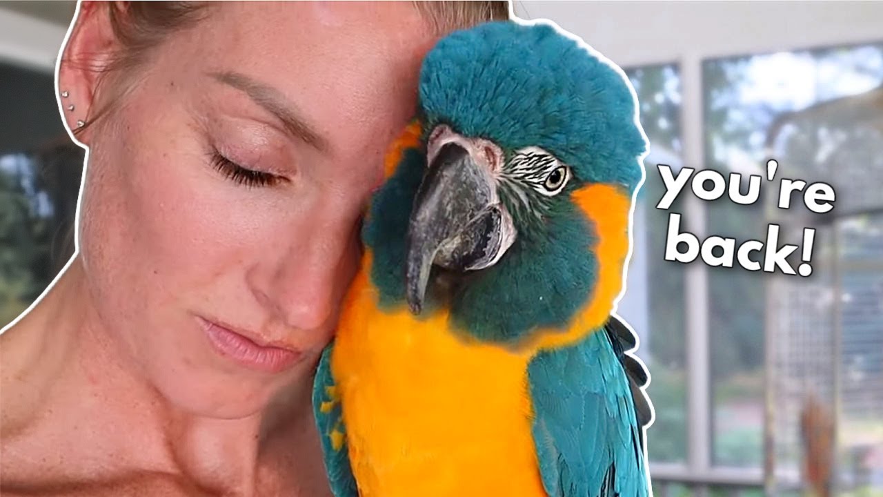 New macaw's reaction to me being gone!!! 🥹🥹