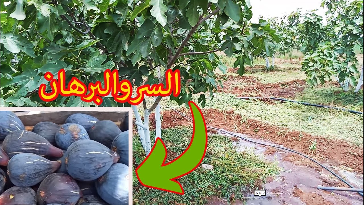 اخيرا تخلصت من افة العناكب  اليك طريقتي في السقي لاشجار التين/watering figs