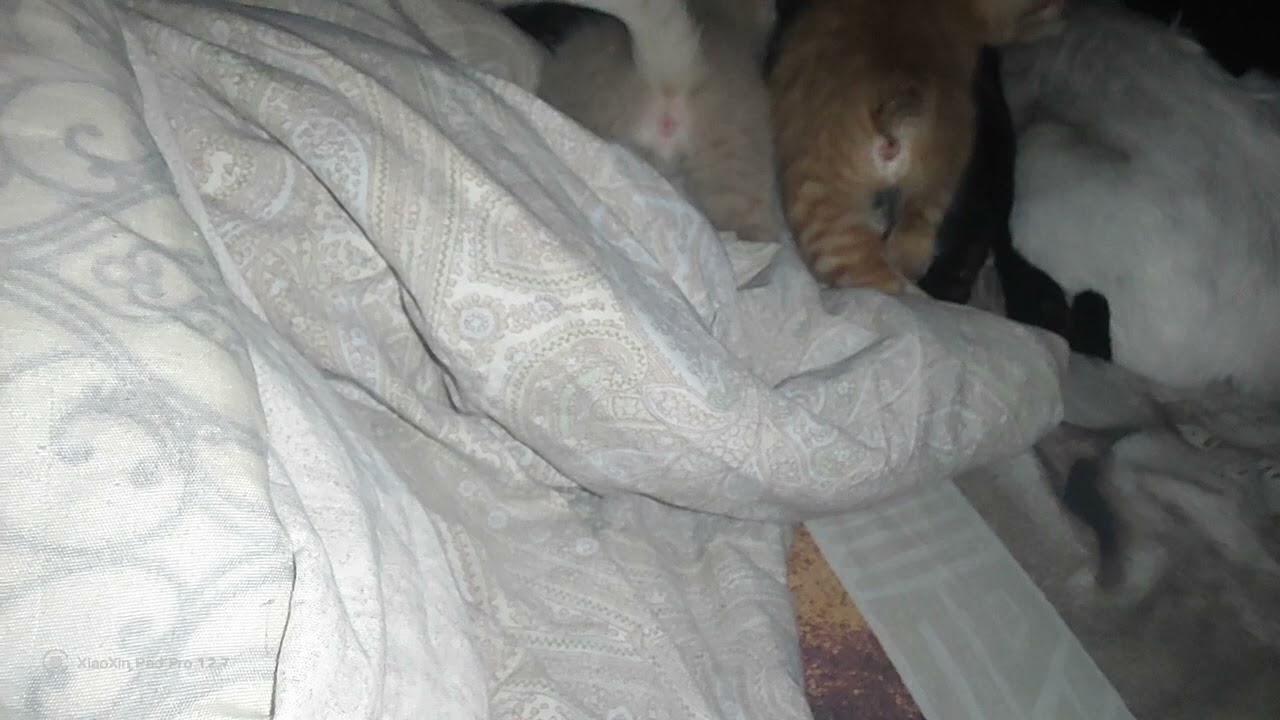 Мои милые пушистики. 🥰