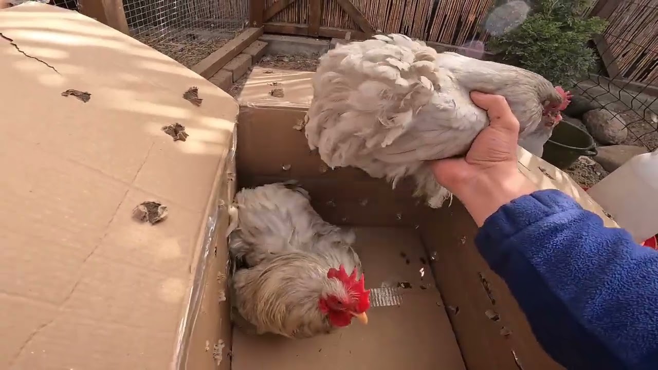 Nowa rasa w hodowli 😯 |Kochiny miniaturowe|🐔