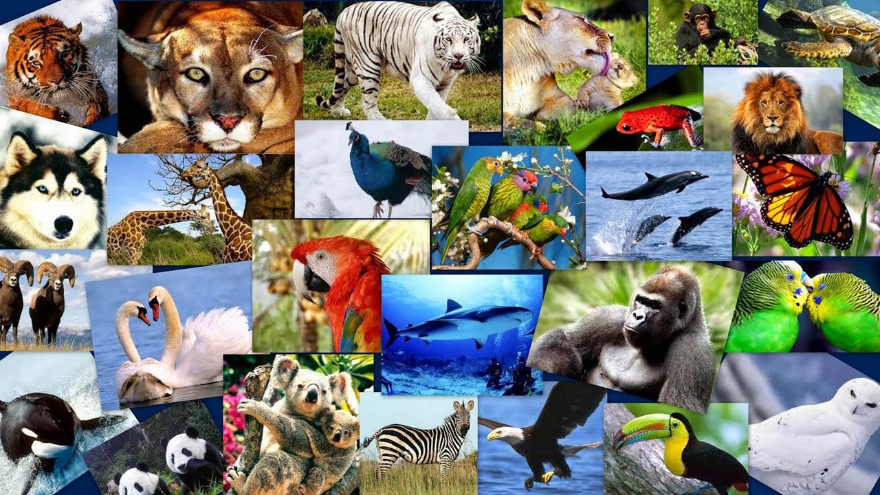 El desplazamiento de los animales