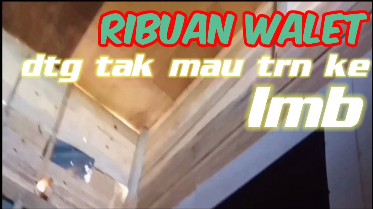 RIBUAN WALET DTG TETAPI TAK MAU MERESPON SUARA DI LMB,MUNGKIN INI SOLUSI NYA
