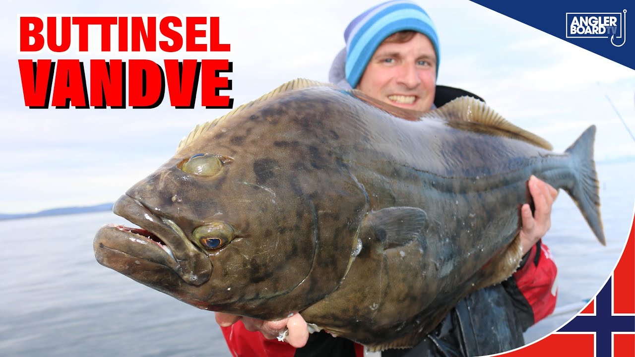 Angeln in Norwegen | Heilbuttangeln in Nordnorwegen | Buttinsel Vandve | Anglerboard TV
