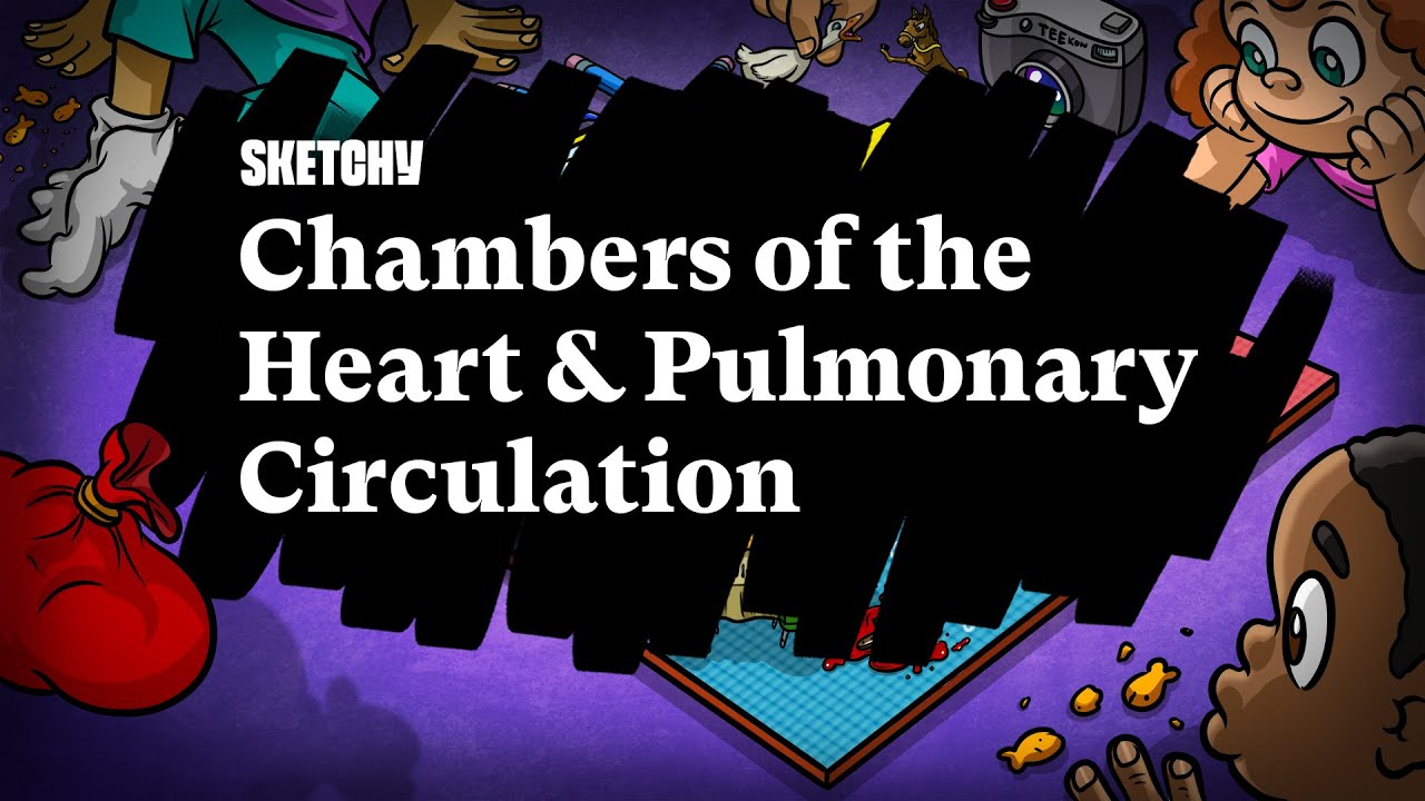 Heart Chambers & Pulmonary Circulation (Part 1) | Sketchy Medical | USMLE Step 1