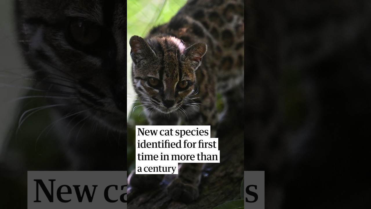 New cat species identified for first time in more than a century