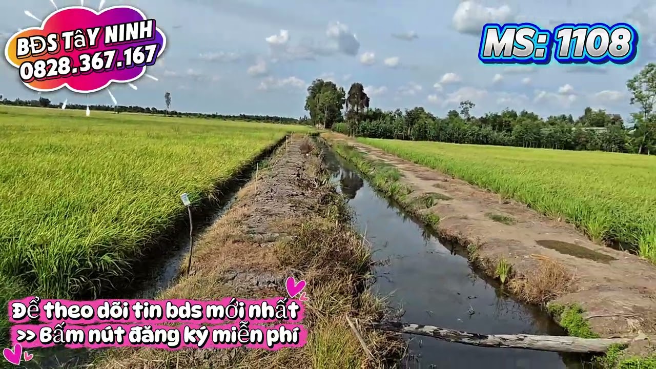 Nhà vườn Tây Ninh | Đất vườn giá rẻ | Bất Động Sản Tây Ninh