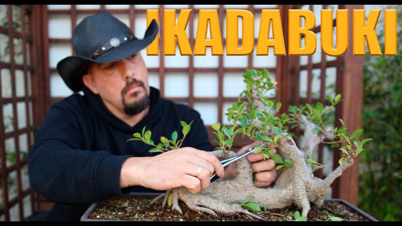 Bonsai estilo Balsa 