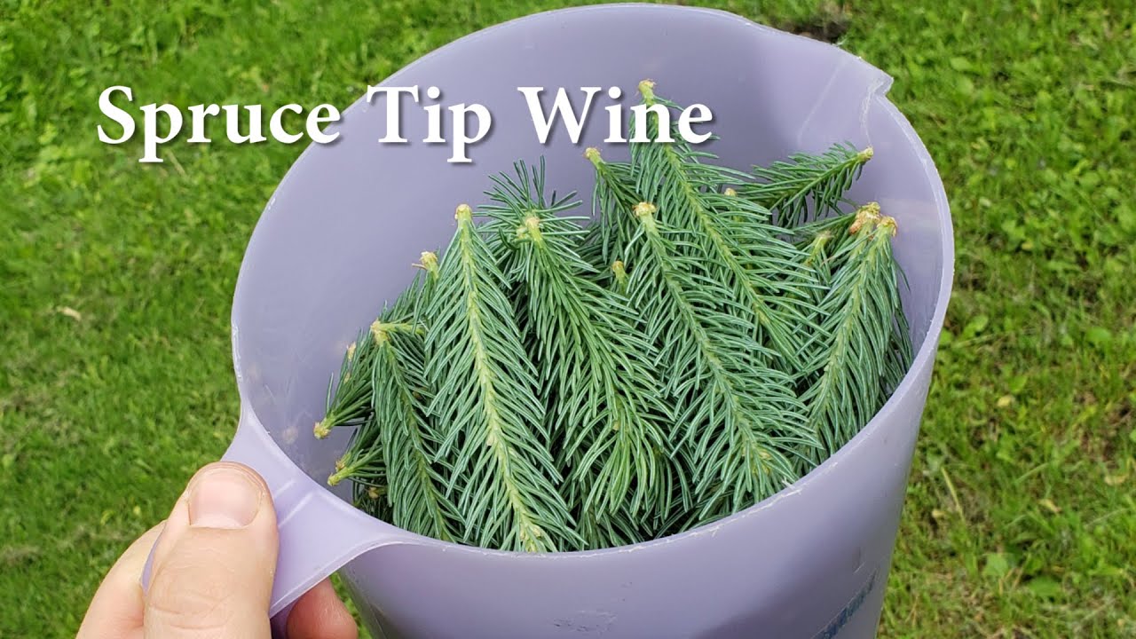Spruce Tip Wine