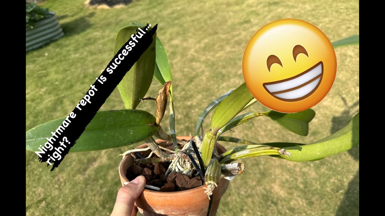 Difficult Repot - Cattleya lueddenmanniana