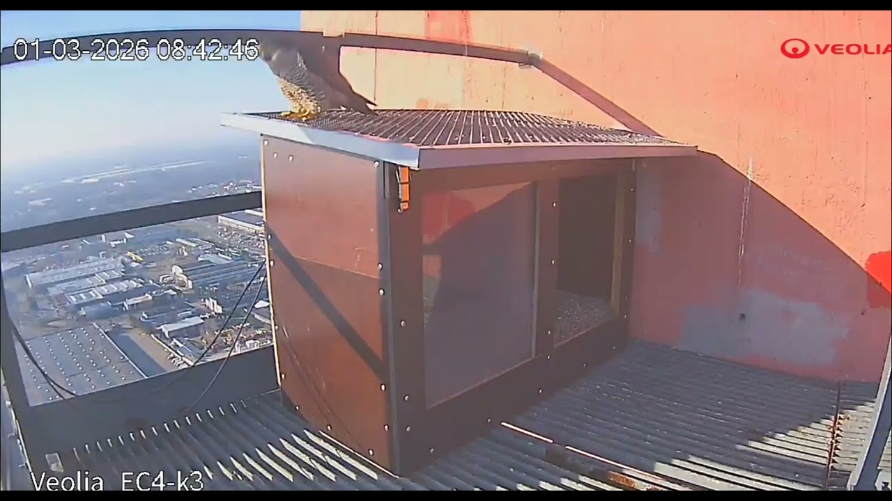 Zoe odwiedza daszek budki, Łódź Veolia EC4 