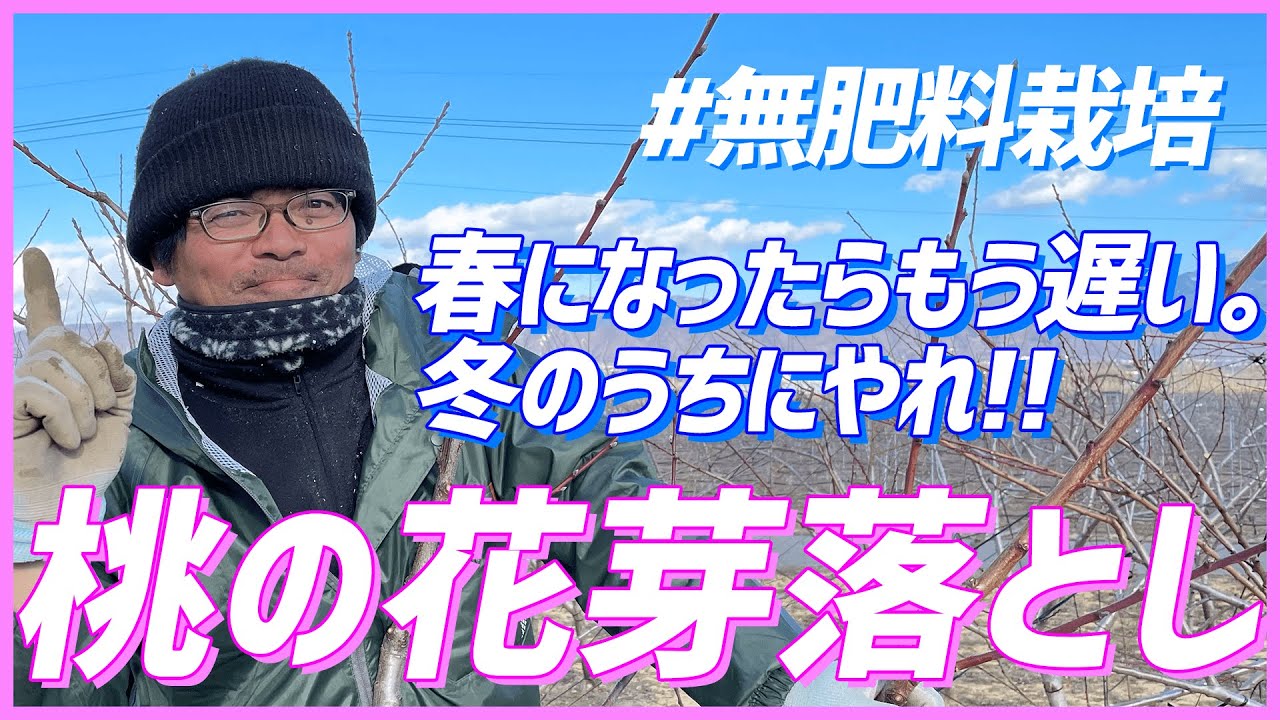 【桃の摘蕾】他の桃農家の1ヶ月前にやる無肥料栽培の花芽落とし【無肥料栽培】【道法スタイル実践レポート】