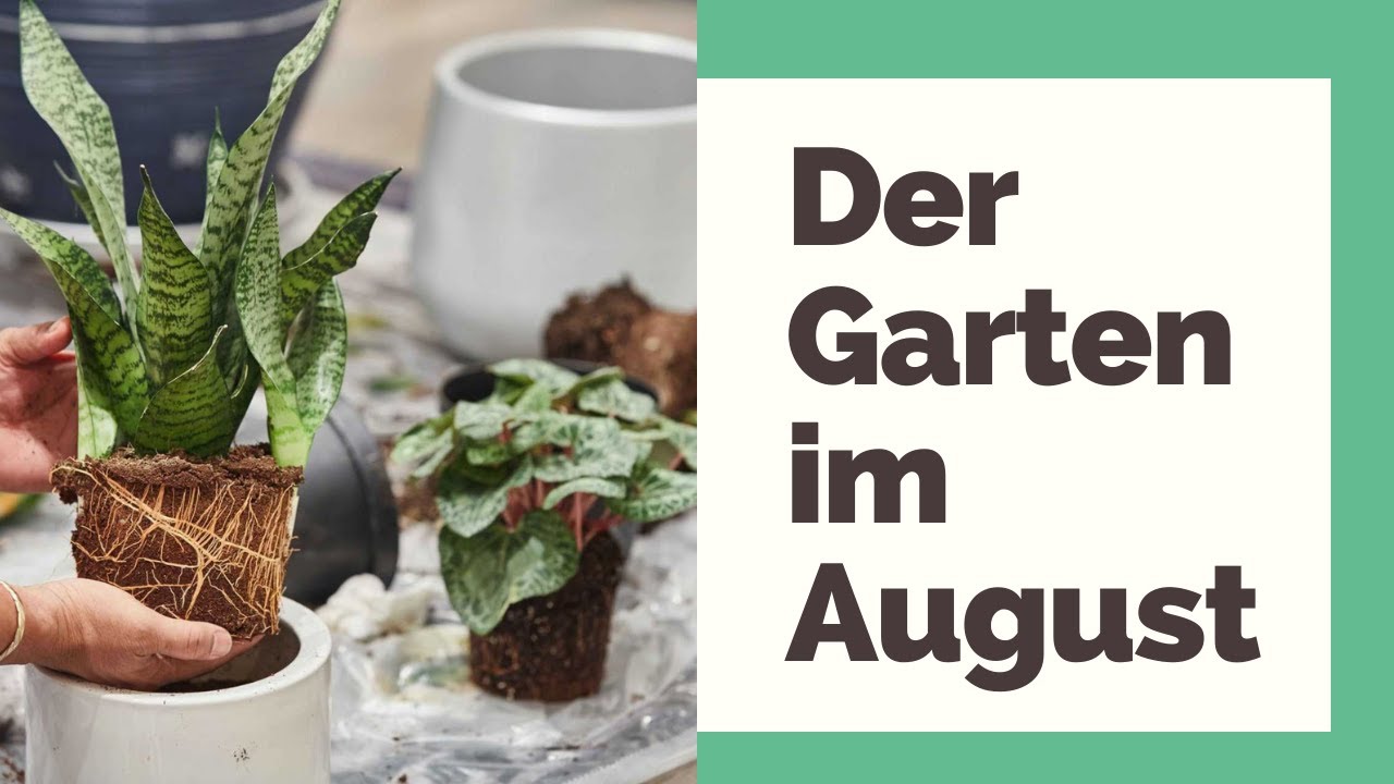 Der Garten im August: Was jetzt zu tun ist!
