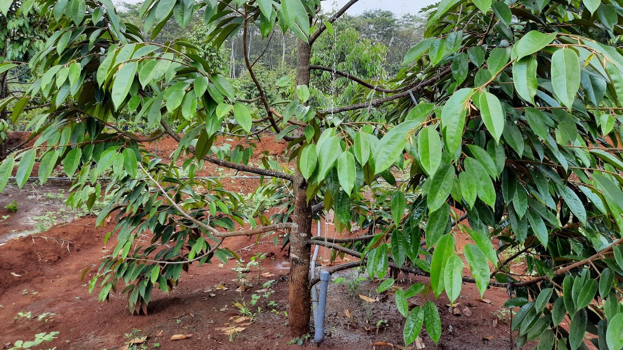 Cara Penyiraman Durian Efektif Dan Hemat Tenaga.