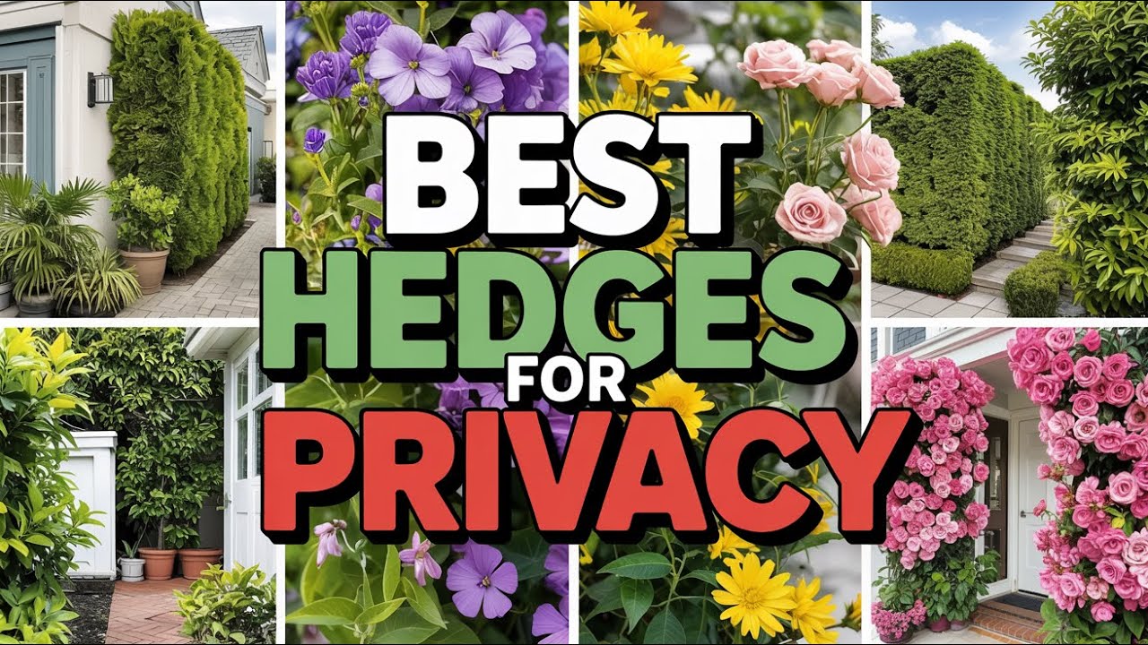Best Hedges for Privacy: Transform Your Yard into a Secluded Sanctuary!