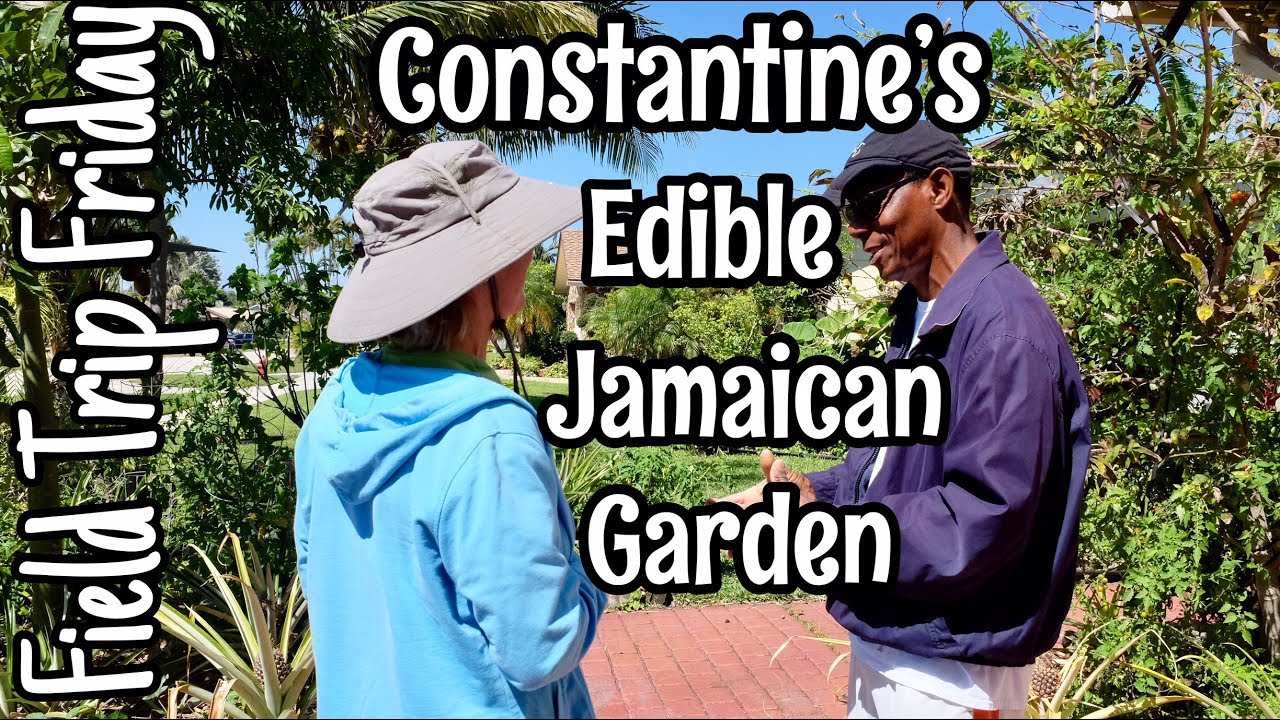 Field Trip Friday- Constantine's Edible Jamaican Garden