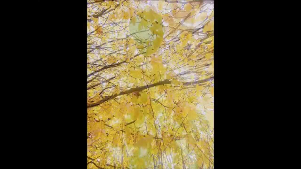 Felice e laico natale 2014 HD