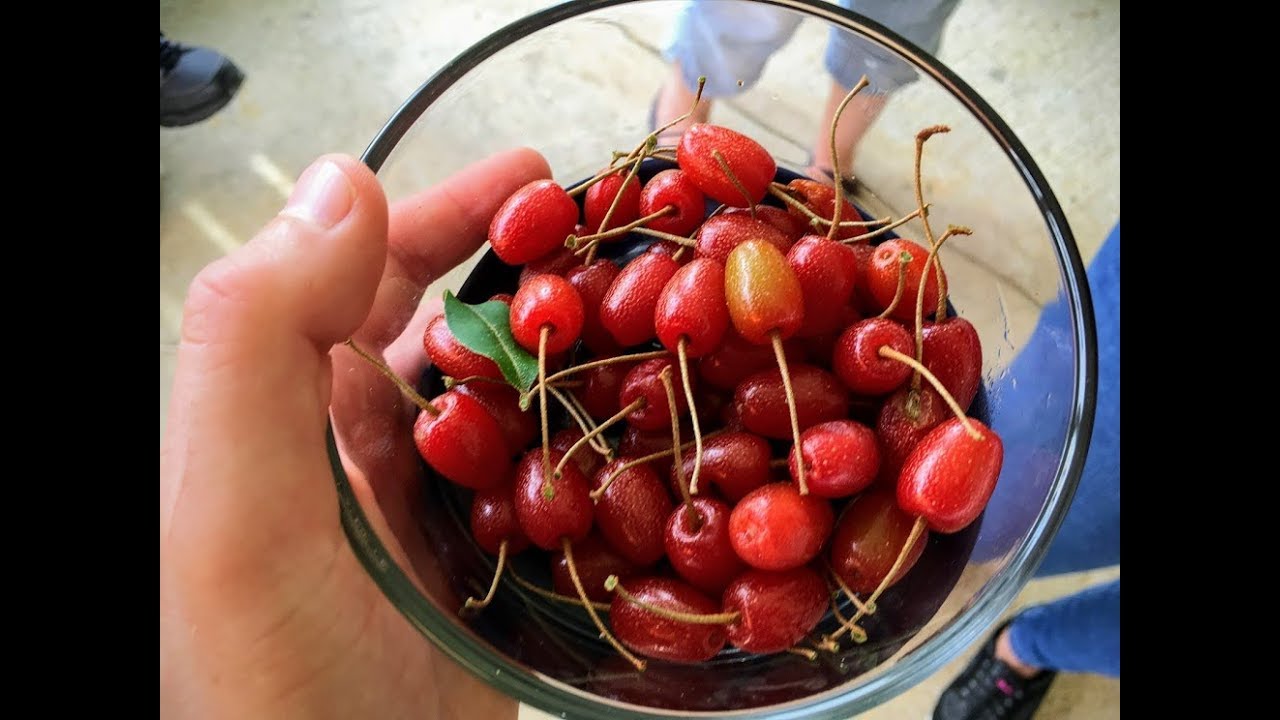 Why I'm Planting MORE Goumi: They're a big HIT!