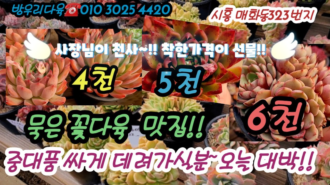 방우리다육에 봄다육 중대품 묵둥~착한가격 대박!!워터메리 중품밴바디스6천,풍금5천 코르테스4천등