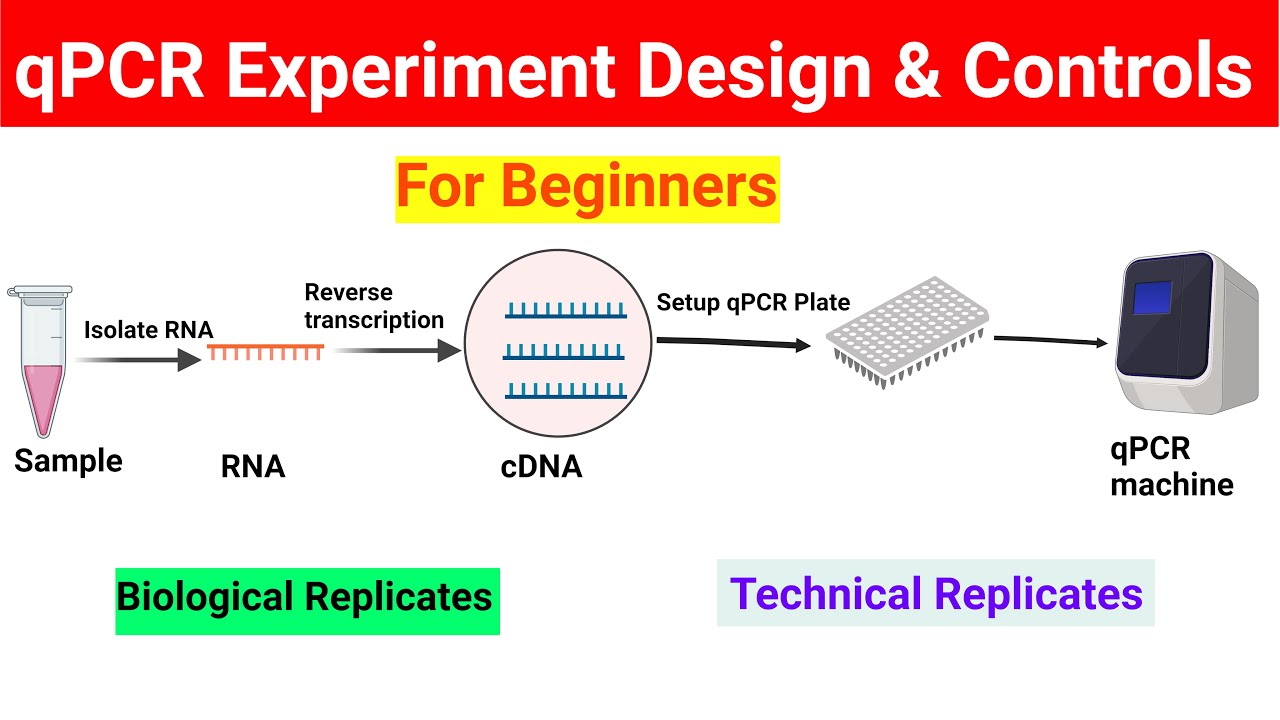 Дизайн эксперимента qPCR | Элементы управления в qPCR | @BiologyLectures