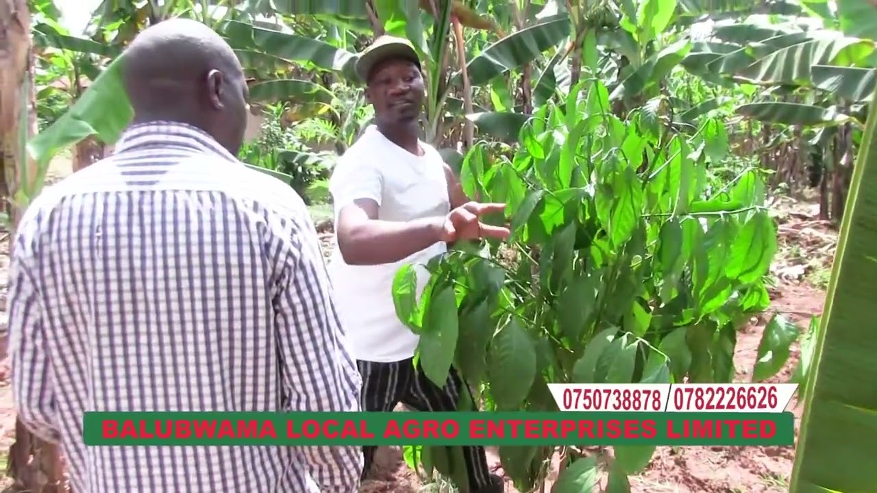 Yiga Okulabilira Emwanyi Nolusuku Olwebitooke. Tuli Kamuli#nebalubwama Local Agro Enterprises Ltd