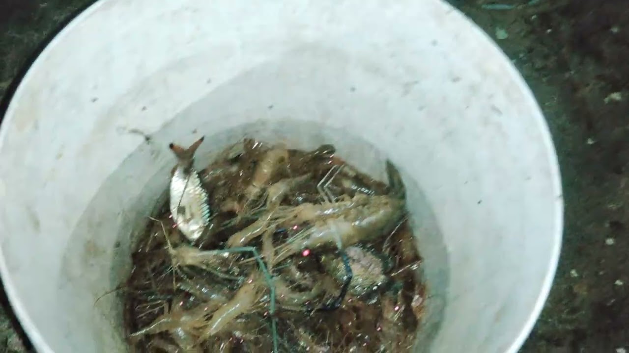 രാത്രി വല വീശാൻ പോയപ്പോ ഇത്രേം പ്രതീക്ഷിച്ചില്ല | ചെമ്മീൻ ചാകര | mallu crazy angler