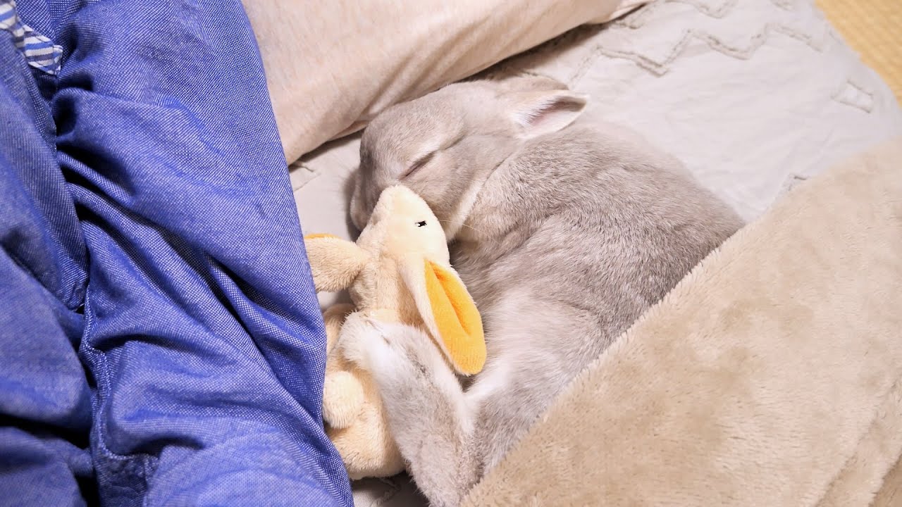寝たふりを繰り返して飼い主を翻弄するうさぎさんＶＳ寝かしつけてさっさとお風呂にいきたい飼い主
