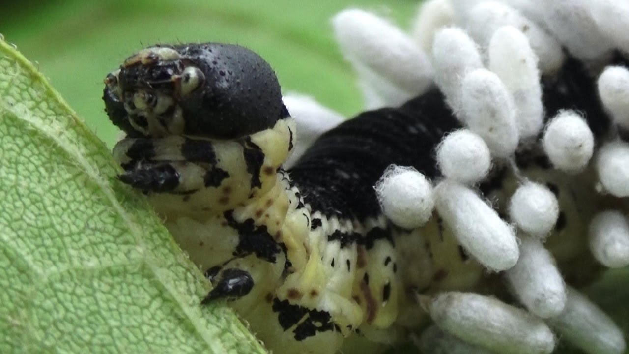 Hyperparasitoid Chalcid Wasps emerging from Braconid Wasp cocoons