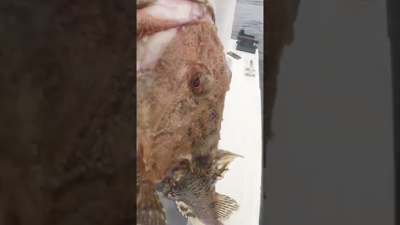 TOTALLY weird Fish 🤨