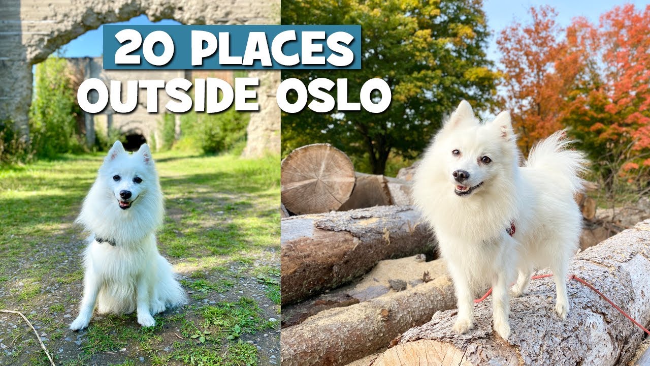 Molly The Spitz Guiding You Through 20 PLACES Outside Oslo, Norway