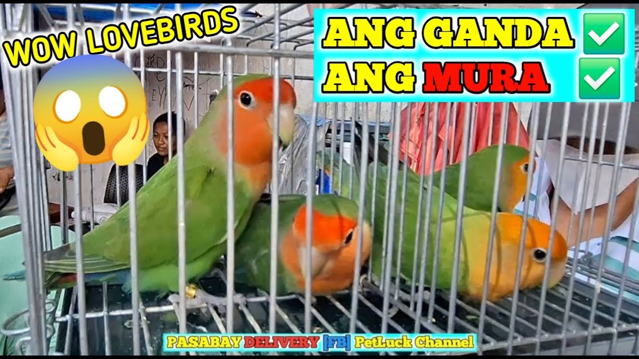 LOVEBIRDS SUPER SALE SA HULONG DUHAT MALABON