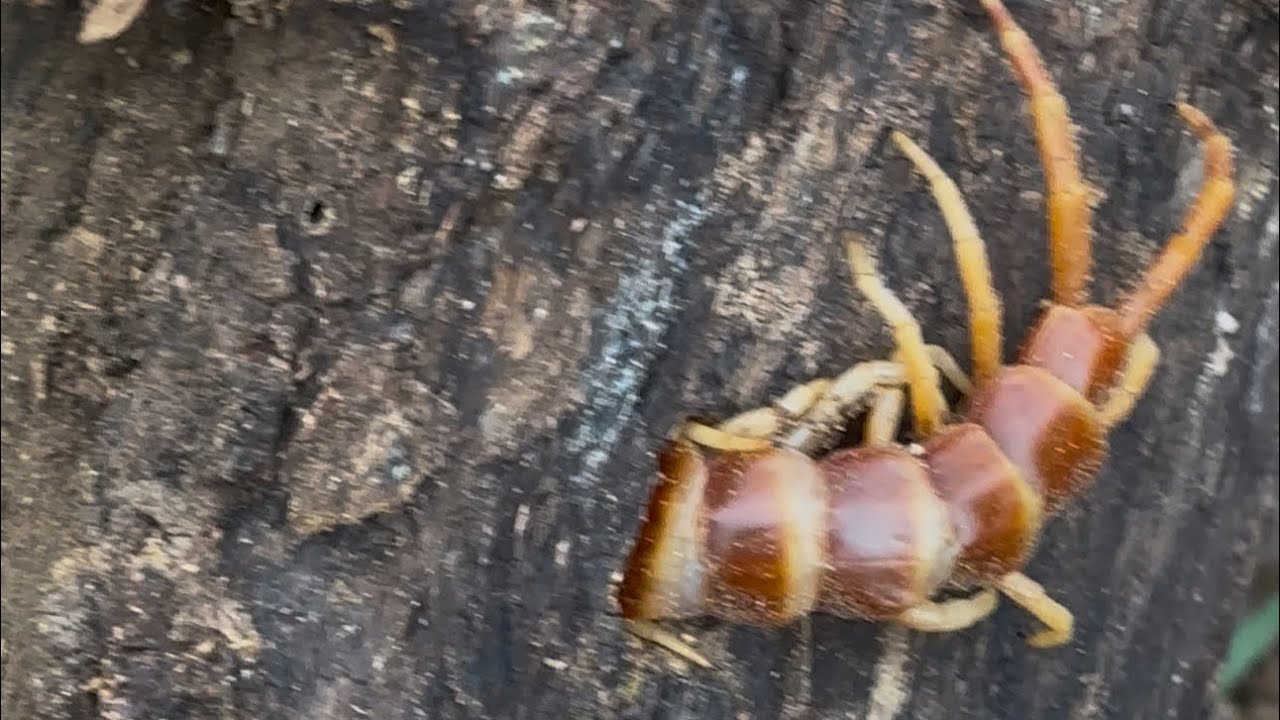 Peligro. Ciempiés una especie muy peligrosa.