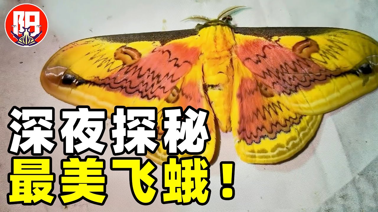 【深夜探秘】上百种绝美飞蛾，超级震撼！灯诱作战大成功，找珍惜昆虫最快的办法 | 小阳的昆虫世界